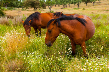 HORSE - CABALLO  (Equus ferus caballus), Campanarios de Azaba Biological Reserve, Salamanca,...