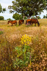 HORSE - CABALLO  (Equus ferus caballus), Campanarios de Azaba Biological Reserve, Salamanca,...