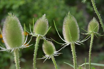roślin, charakter, zieleń, kwiat, kaktus, feuille, jardin, drzew, flora, makro, galąz, lato, kubki, jary, feuille, bliska, bliska, gras, kwiat, pola, krzyżyk, ciernie, naturalny, pustynia, botaniczne © Szymon