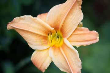 One light orange lily close up.