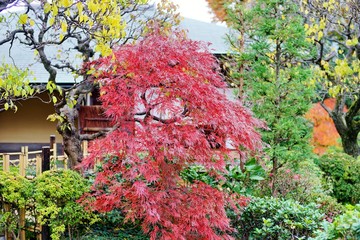 秋の庭園