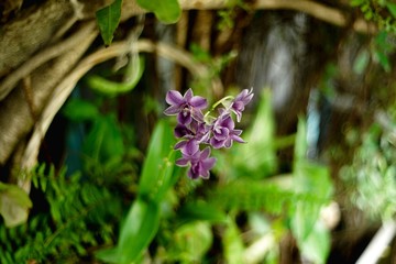 A purple orchid in a basket on a tree in the garden. 