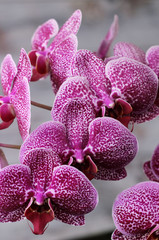 horizontal view of a large orchid branch, on a gray background