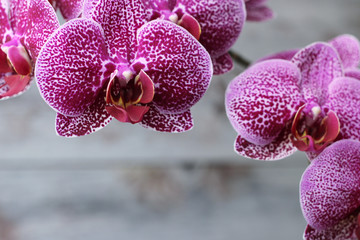 view of large flowers of purple orchid, on gray background. open space,