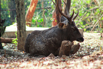 deer resting in a park