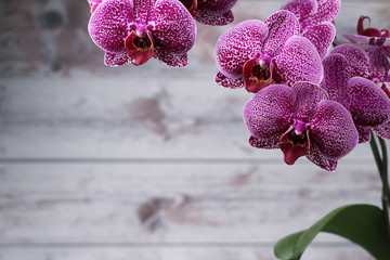 view of the large flowers of purple orchids and a large green leaf, on the side of a gray background. open space