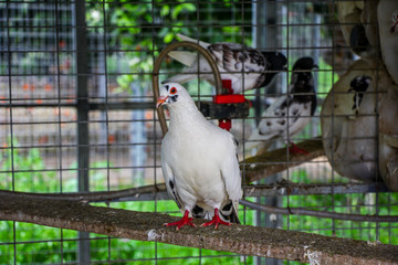 190411 Агроферма осликов Святой Георгий Кипр Agrofarm donkeys St. George Cyprus