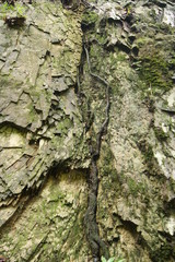 Géométrie de la nature