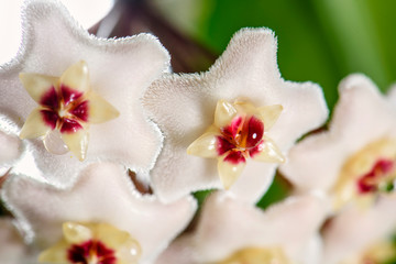 Fototapeta na wymiar White Hoya carnosa flowers bouquet star red pollen shape flower.Colorful plant summer season.