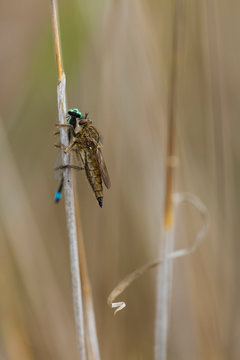 DIPTERO ASILIDO, Campanarios de Azaba Biological Reserve, Salamanc, Castilla y Leon, Spain, Europe