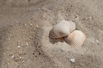 Muscheln der Nordsee