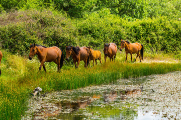 HORSE - CABALLO  (Equus ferus caballus), Campanarios de Azaba Biological Reserve, Salamanca,...