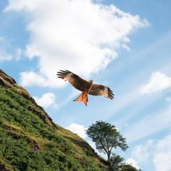 Red kite in front of green hill