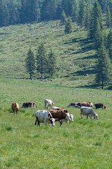 cow grazing in the mountain