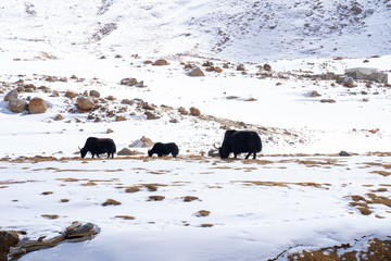 A view of a group of yak is eating in the field with the snow mountain in Ladakh, India.