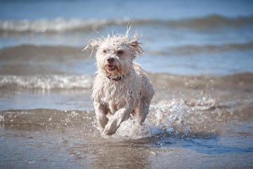 White havanese dog playing on the beach - 277155730
