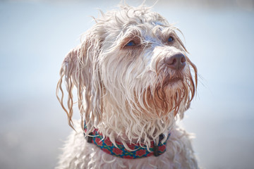 White havanese dog playing on the beach - 277155749