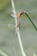 two dragonfly on plant at lake