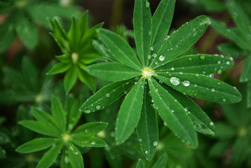 Green leaves of lupine