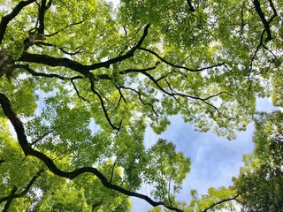 樹の下から見上げる空