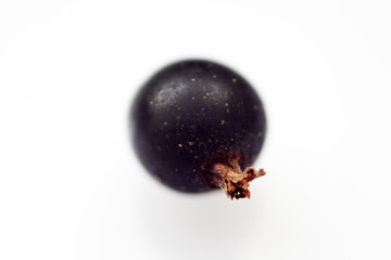 black currant berry on white background macro