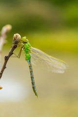 DRAGONFLY Anax imperator, Campanarios de Azaba Biological Reserve, Salamanca, Castilla y Leon, Spain, Europe