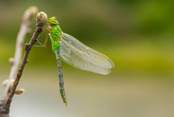 DRAGONFLY Anax imperator, Campanarios de Azaba Biological Reserve, Salamanca, Castilla y Leon, Spain, Europe