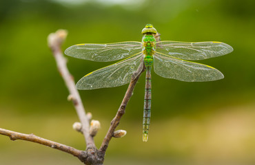 DRAGONFLY Anax imperator, Campanarios de Azaba Biological Reserve, Salamanca, Castilla y Leon, Spain, Europe