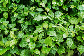 Wildbetal Leafbush tree plant background. Natural Wildbetal Leafbush with flowers texture background. ( piper sarmentosum Roxb.). PIPERACEAE