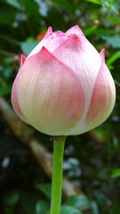 Closeup of lotus. Nelumbo nucifera, also known as Indian lotus, sacred lotus, bean of India, Egyptian bean or simply lotus, is one of two extant species of aquatic plant in the family Nelumbonaceae. 
