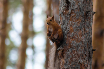 Squirrel sitting on a curious tree