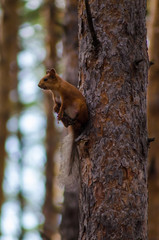 Squirrel sitting on a curious tree