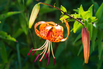 Tiger lilies in garden. Lilium lancifolium (syn. L. tigrinum) is one of several species of orange...