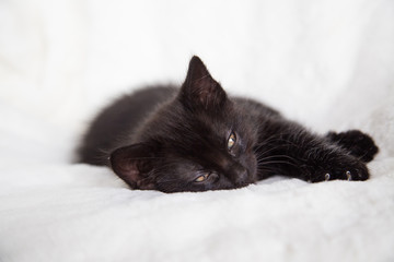 Chaton endormi