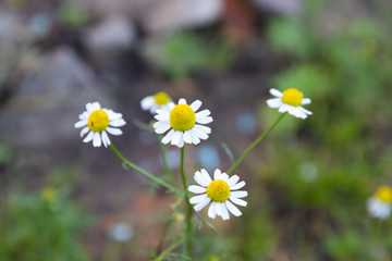 Wild daisy flowers garden,  close-up