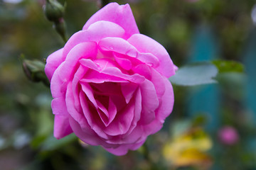Pink Rose in The garden, drops of water in the flower