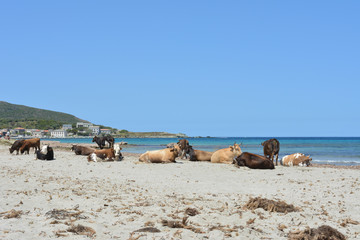 Fototapeta na wymiar Mucche sulla spiaggia di Barcaggio, Cap Corse. Corsica, Francia