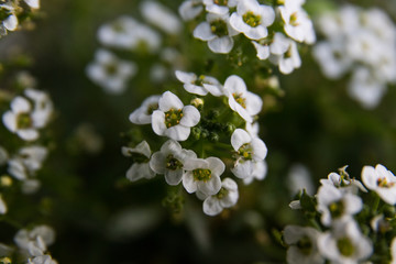white flowered lobularia plant. Also known as Sweet Alyssum