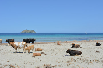 Mucche sulla spiaggia di Barcaggio, Cap Corse. Corsica, Francia