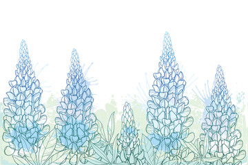 Field of outline Lupin or Lupine or Texas bluebonnet flower bunch, bud and ornate leaves in pastel blue and green on the white background.