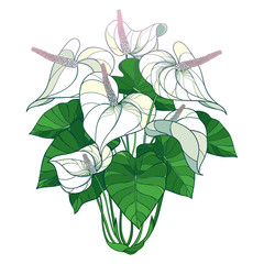 Outline tropical plant Anthurium or Anturium pastel white flower bunch and green leaves isolated on white background.