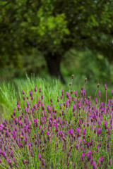 Obraz premium SPANISH LAVENDER (Lavandula stoechas), Campanarios de Azaba Biological Reserve, Salamanca, Castilla y Leon, Spain, Europe