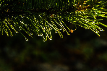 A drop of water on a pine tree branch at sunset