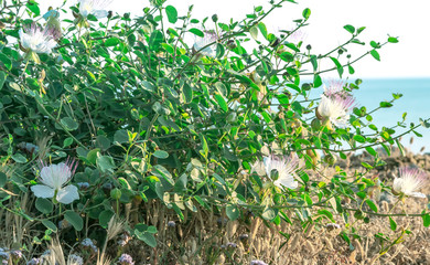 Capparis flowering plant on rock on blue sea background. Flowers, leaves and buds. Food and medicine.