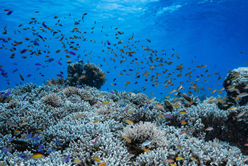Fototapeta na wymiar Underwater Landscape Tropical Coral Reef Tubbataha