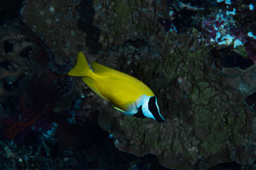 Masked Spinefoot Siganus puellus