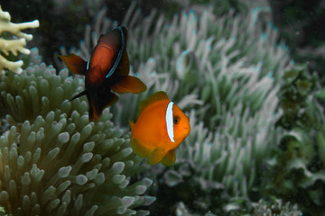 Tomato Anemonefish (Amphirpion frenatus), Cabilao Bohol Philippines