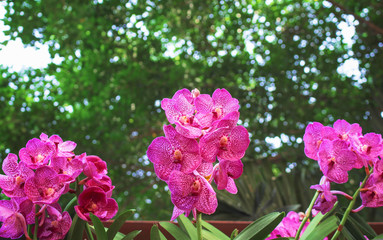 Inflorescence colorful of pink vanda orchids flowers field blooming in garden green tree background