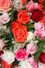 Colorful flowers red , pink and white roses pattern blooming for bouquet background