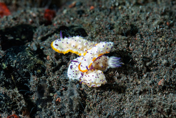 Mexichromis multituberculata Nudibranch